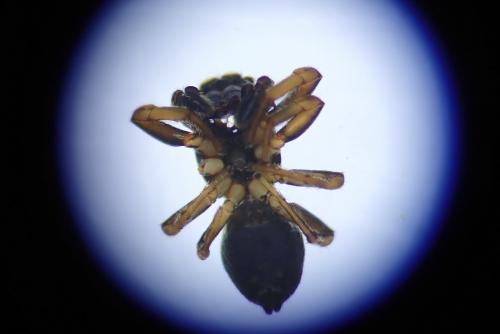 Heliophanus sp.